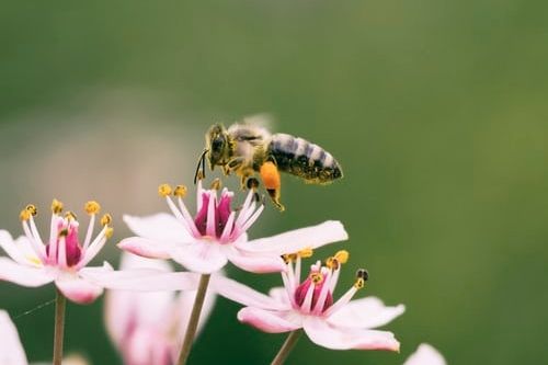 Aménager des lotissements en préservant la biodiversité